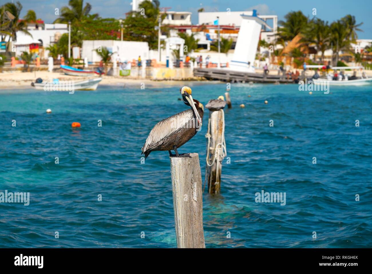 Ave del paraíso mexicana fotografías e imágenes de alta resolución - Alamy