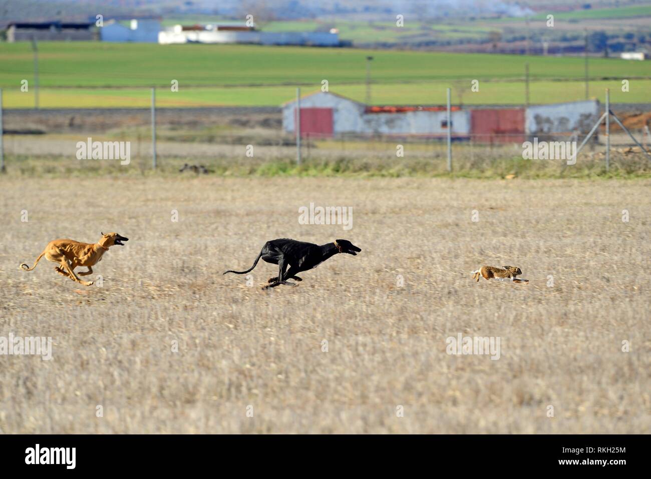 Los galgos corriendo detrás de una liebre en un día de caza en Almagro,  España Fotografía de stock - Alamy