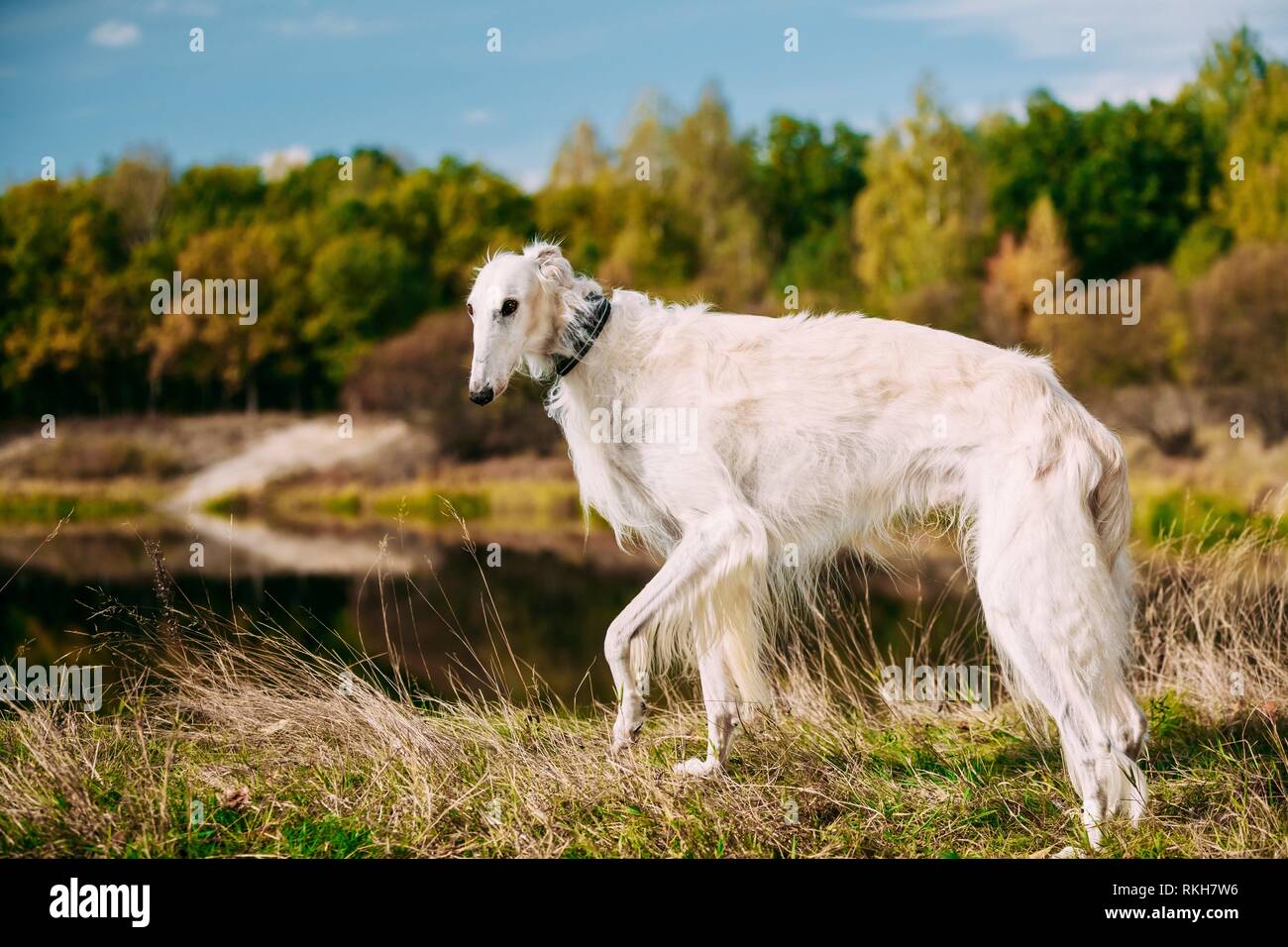 White Russian Borzaya Borzoi, perro de caza caminando en pradera, bosque cerca del río. Foto de stock