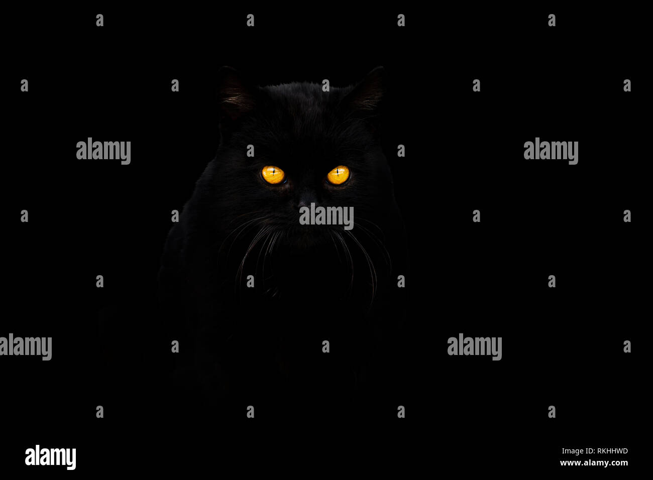 Gato negro sobre fondo negro Foto de stock