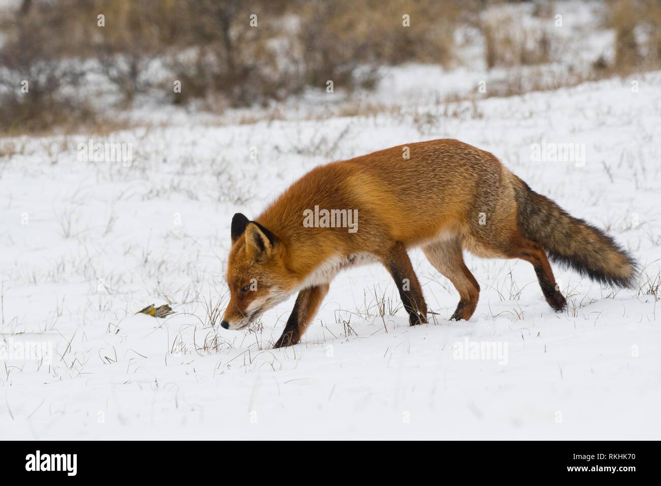 El zorro rojo (Vulpes vulpes) carreras en la nieve, Holanda Septentrional, Holanda Foto de stock