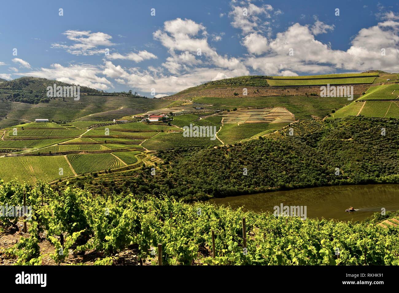Viñedos de la región vinícola de Puerto Alto Douro, Pinhao, en el valle del Douro, Portugal Foto de stock
