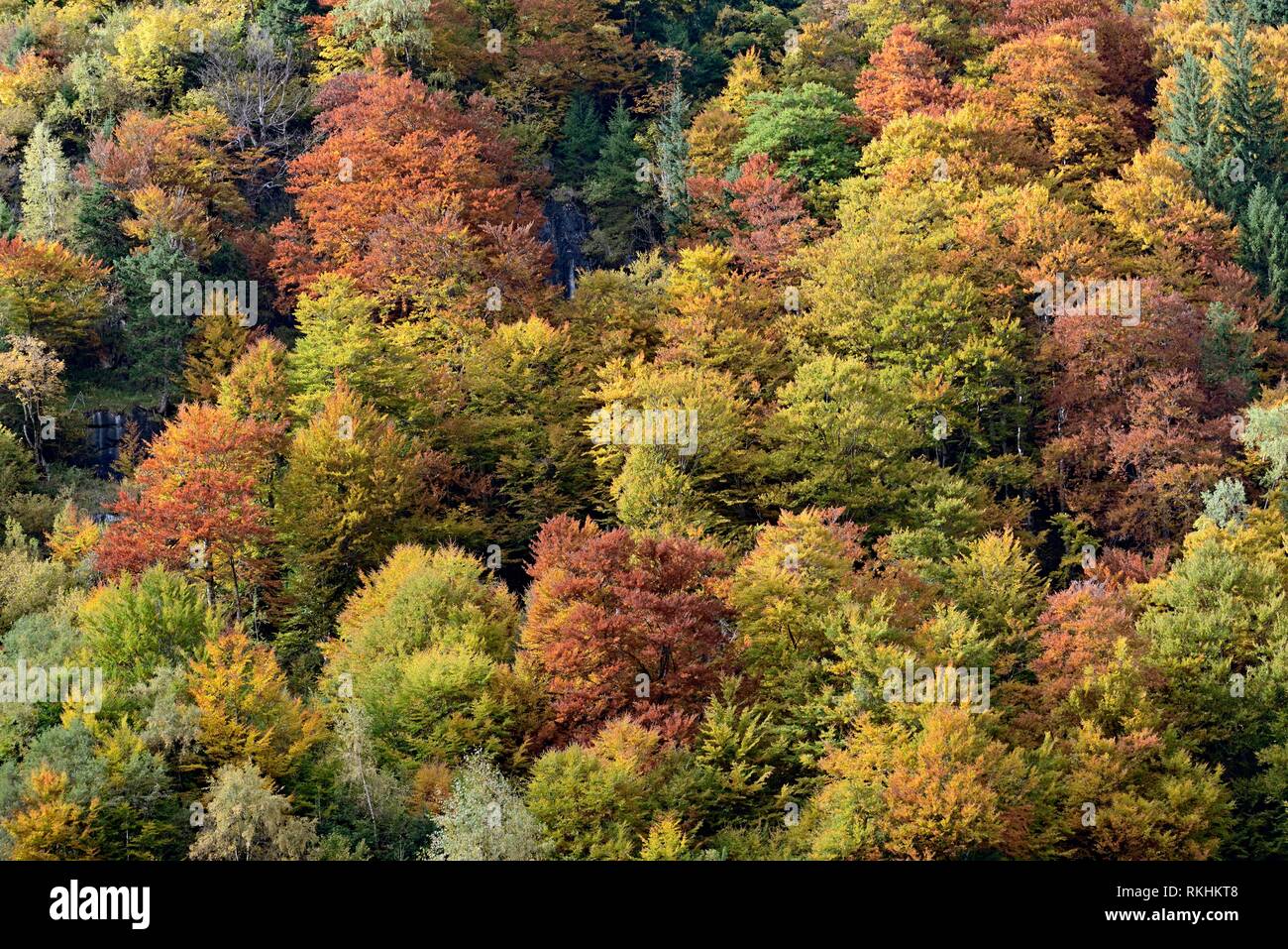 Bosque deciduo mixto en la ladera de la montaña con el otoño colorido, FuscherHochalpenstraße