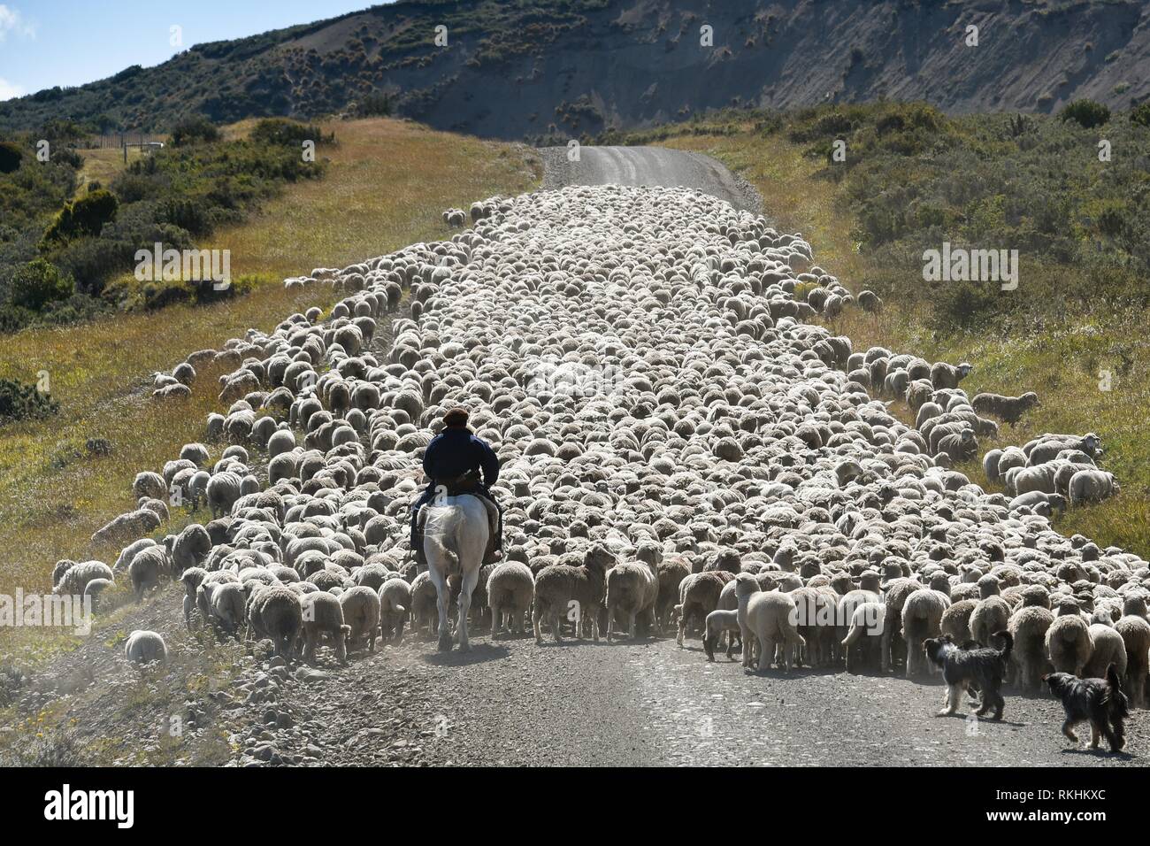 Gaucho a caballo impulsa enormes rebaños de ovejas, entre Porvenier y Ushuaia, Tierra del Fuego, Tierra del Fuego, Argentina Foto de stock