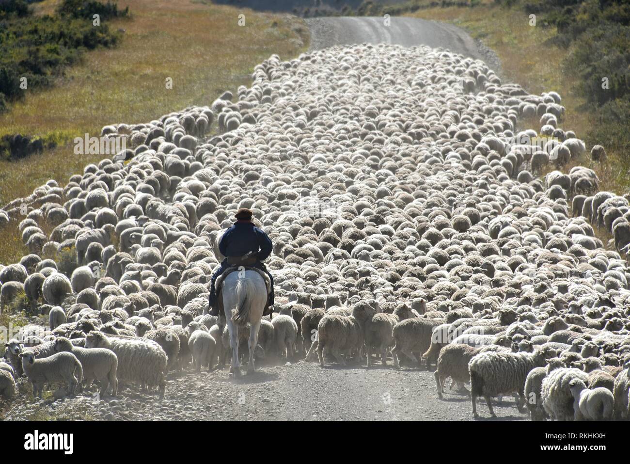 Gaucho a caballo impulsa enormes rebaños de ovejas, entre Porvenier y Ushuaia, Tierra del Fuego, Tierra del Fuego, Argentina Foto de stock