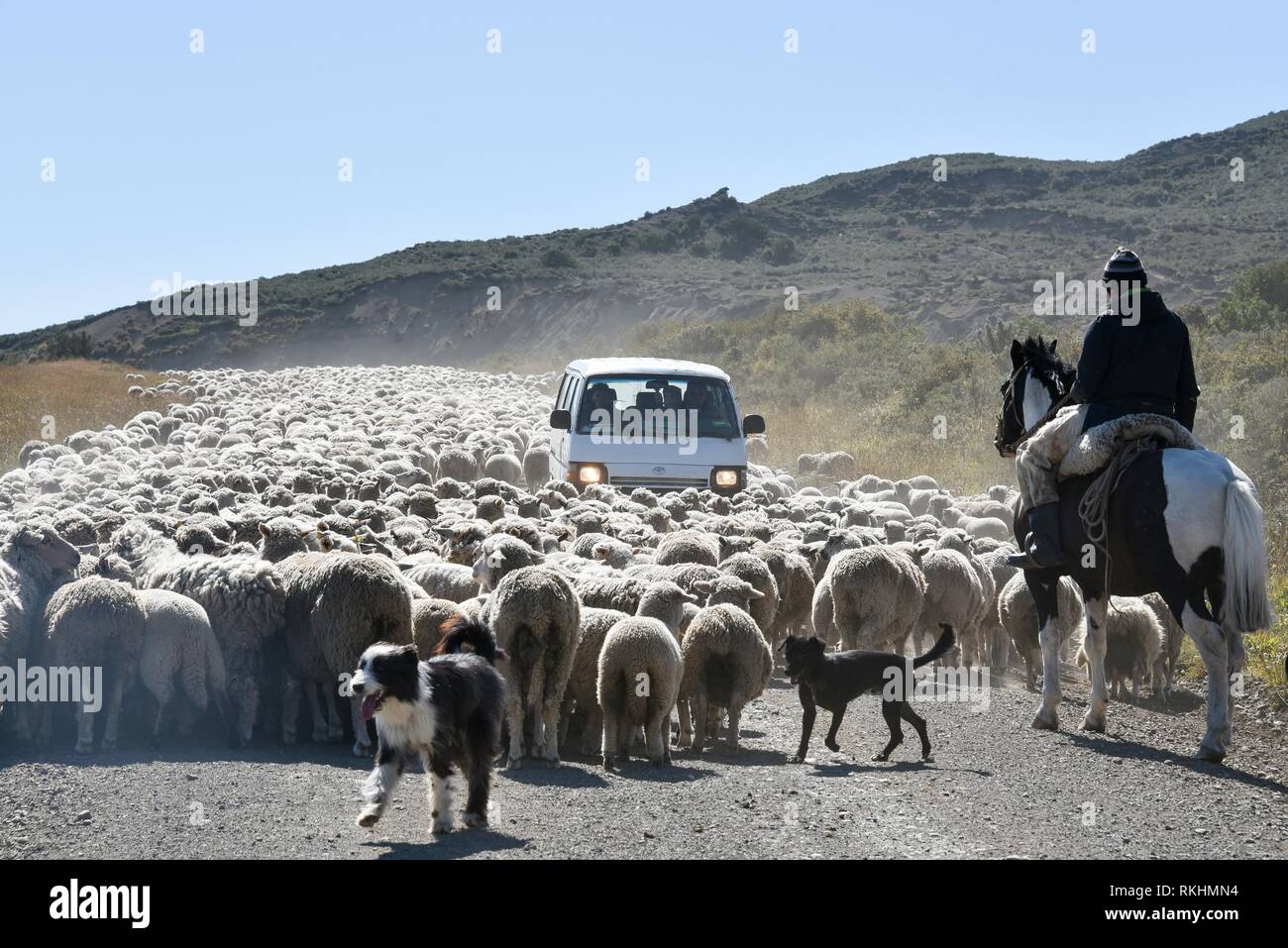 Minibus rodeado por un enorme rebaño de ovejas, impulsada por un gaucho a caballo, entre Porvenier y Ushuaia, Tierra del Fuego. Foto de stock