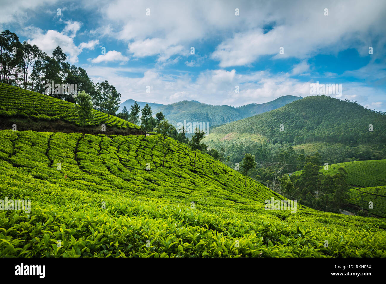 Plantación de té en hill station en Munnar, Kerala, India Foto de stock