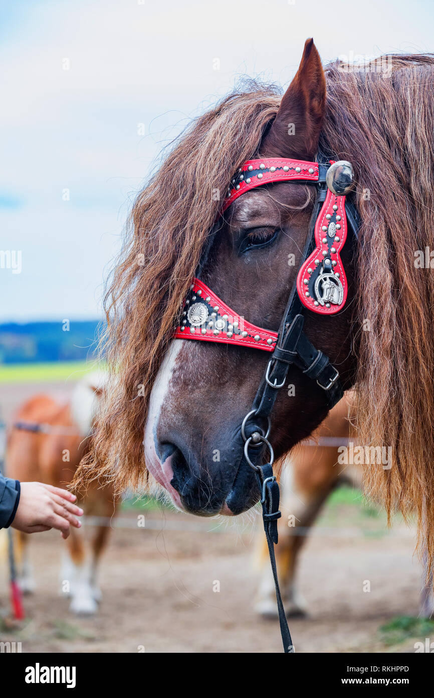 Retrato de un semental marrón Percheron con hermosas crines y el arnés en el otoño de la tierra. Marrón hermoso caballo de tiro al aire libre con patas blancas. Rep Checa Foto de stock