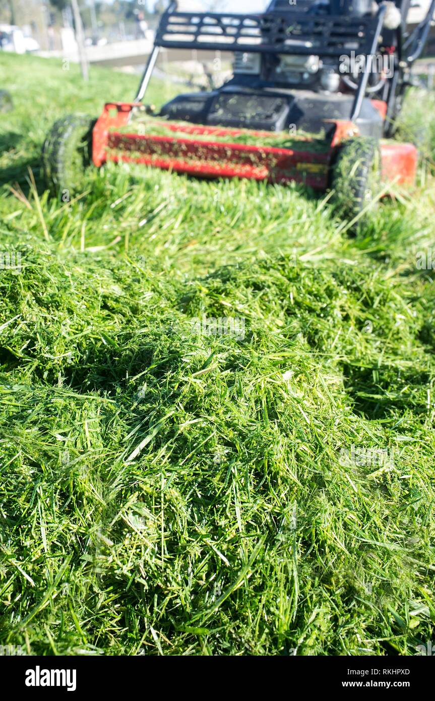 Montón de pasto verde recién cortado con el cortacésped. Se centran en la hierba. Foto de stock