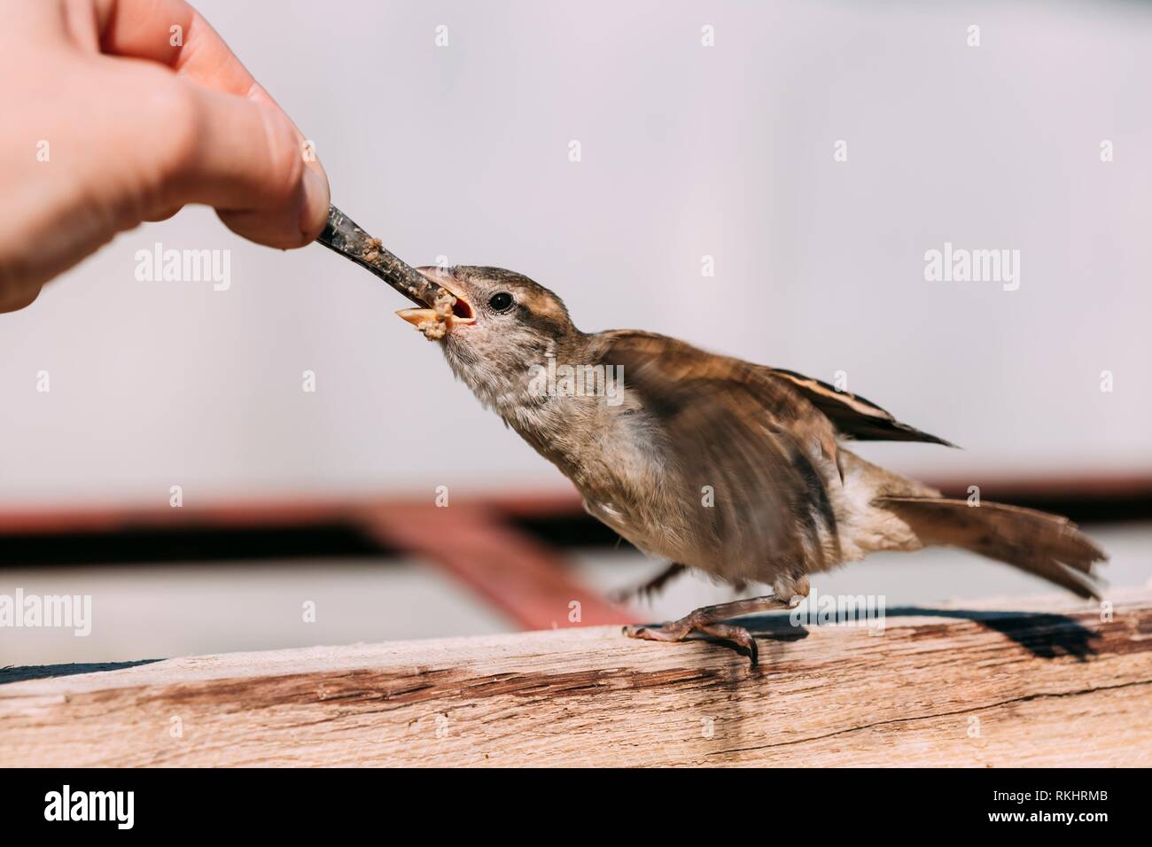 Alimentación de la joven chica, pájaro Gorrión Yellow-Beaked Passer domesticus. Foto de stock