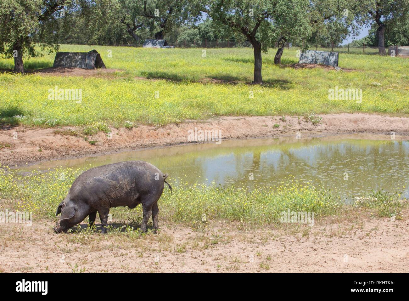 Osciló freeley negro de cerdo ibérico en primavera. Glabro, la raza de cerdo ibérico. Extremadura, España. Foto de stock