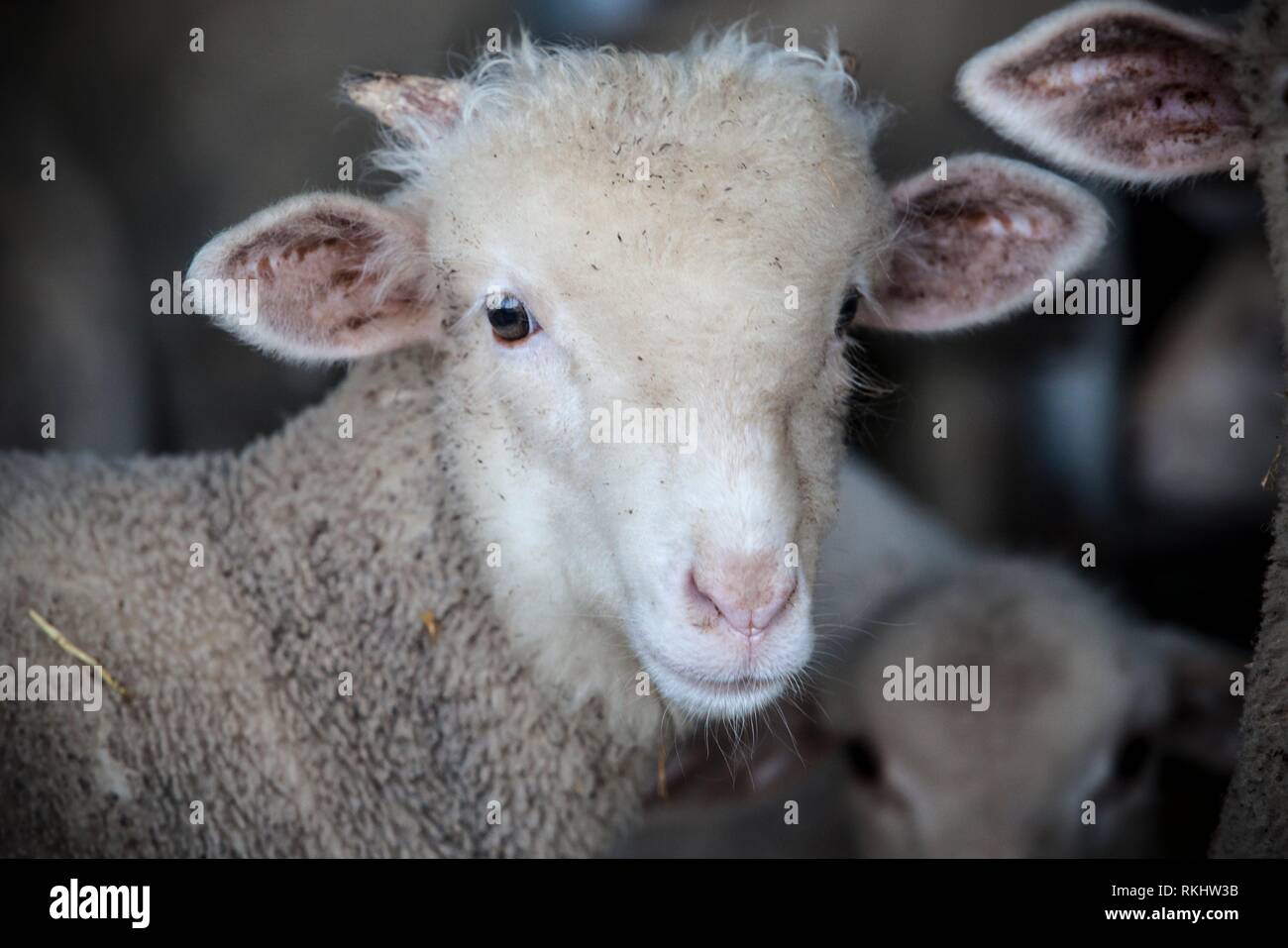 Poca ram de pura raza de oveja merina al granero, Extremadura, España. Retrato frontal. Foto de stock