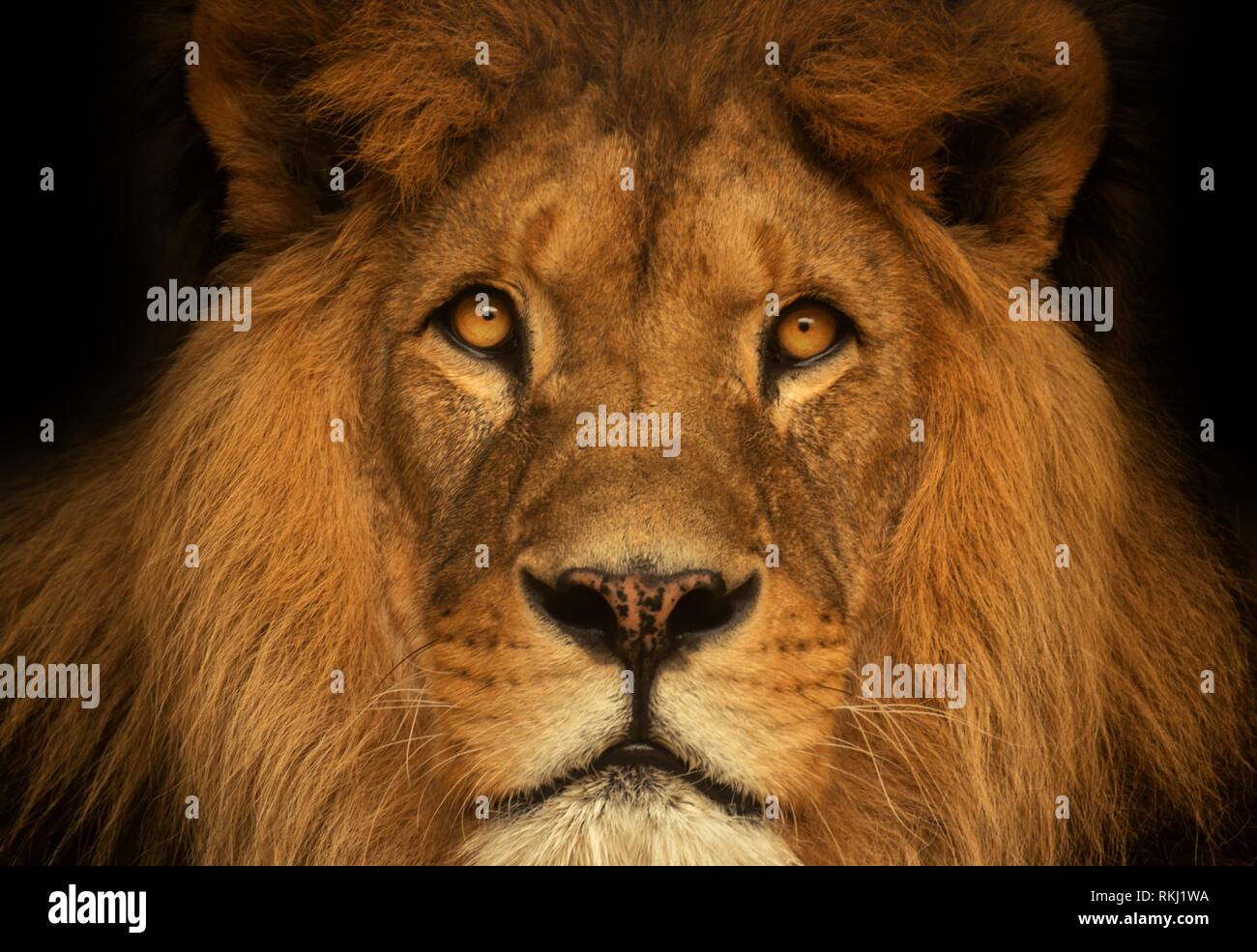 Retrato León. El rey animal de África. Foto de stock