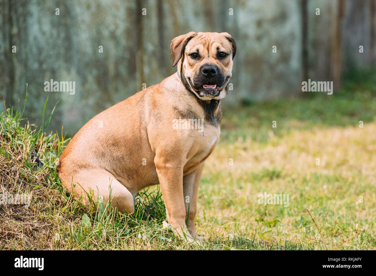Perro de presa canario fotografías e imágenes de alta resolución - Alamy