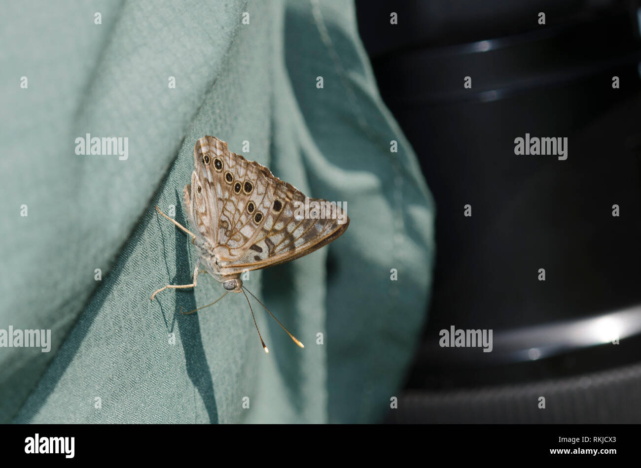 Camisa mariposa fotografías e imágenes de alta resolución - Alamy