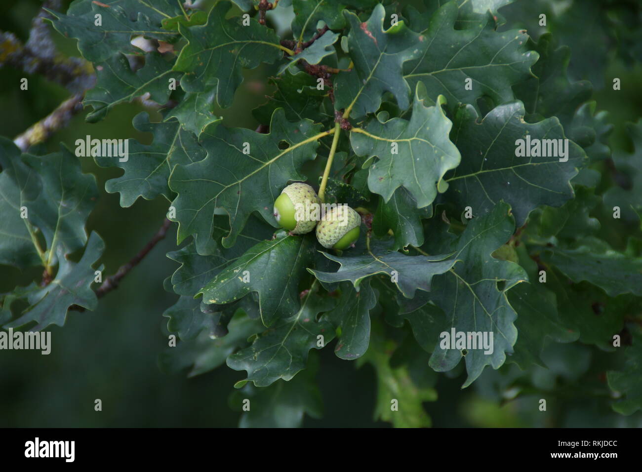 Bellotas / Corns verdes en el árbol .fruit Foto de stock