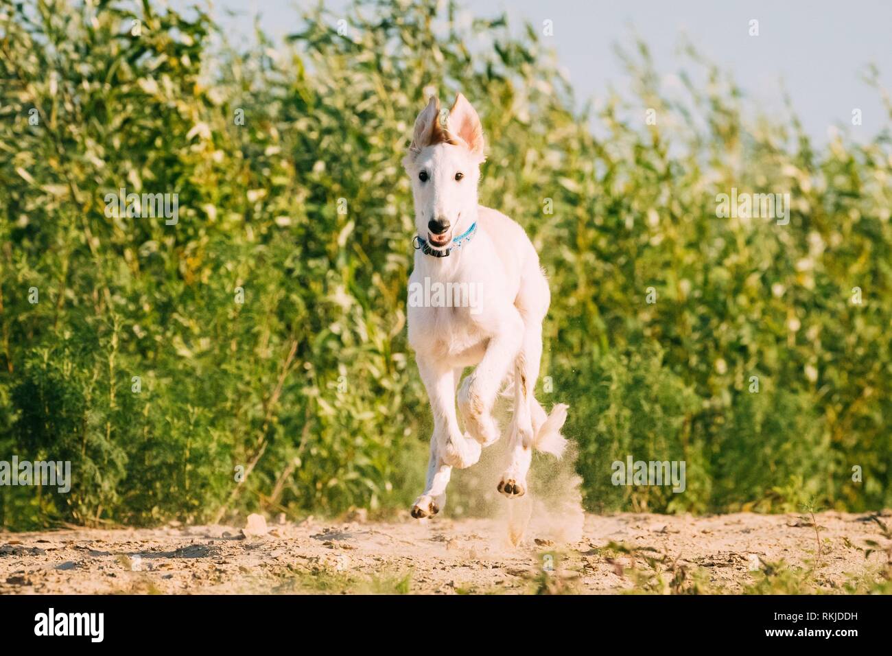 Ejecuta rápido Cachorro de caza Sighthound Wolfhound ruso Russkaya Psovaya Borzaya perro afuera. Foto de stock