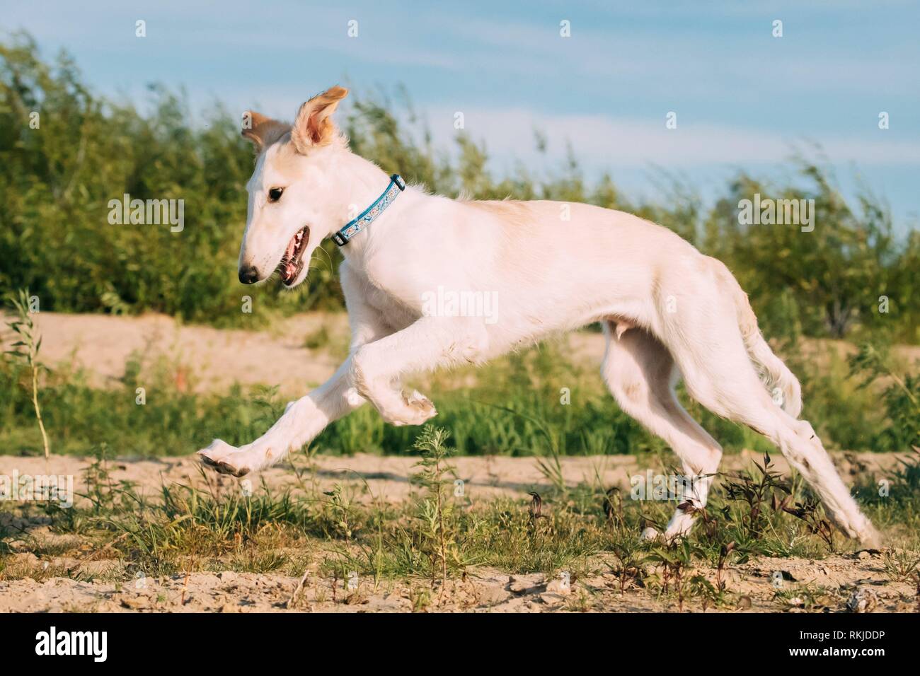 Rápido ejecutando gracioso Cachorro de caza Sighthound Wolfhound ruso Russkaya Psovaya Borzaya perro afuera. Foto de stock