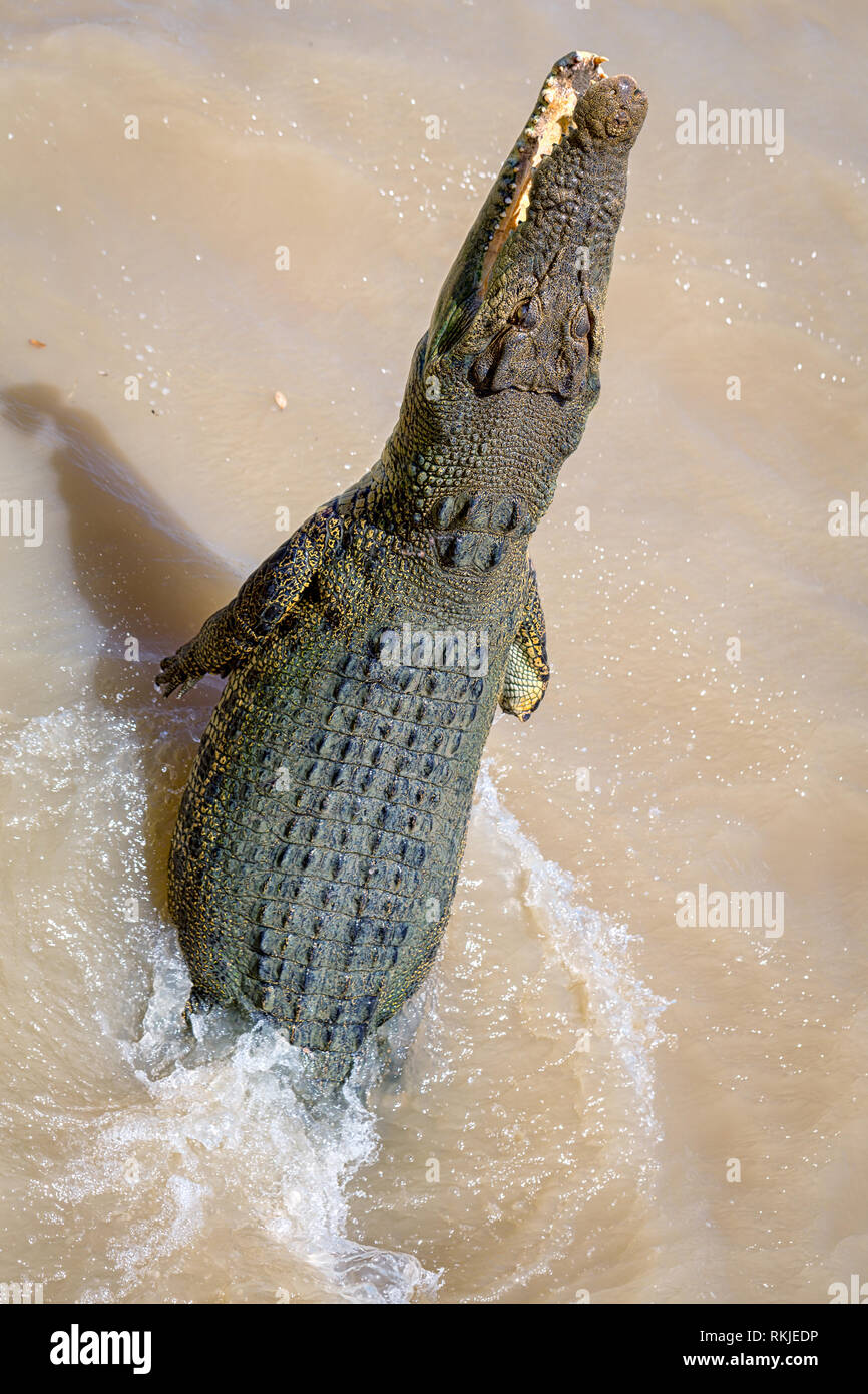 El cocodrilo de agua salada (Crocodylus porosus) saltando fuera del agua, Australia Foto de stock