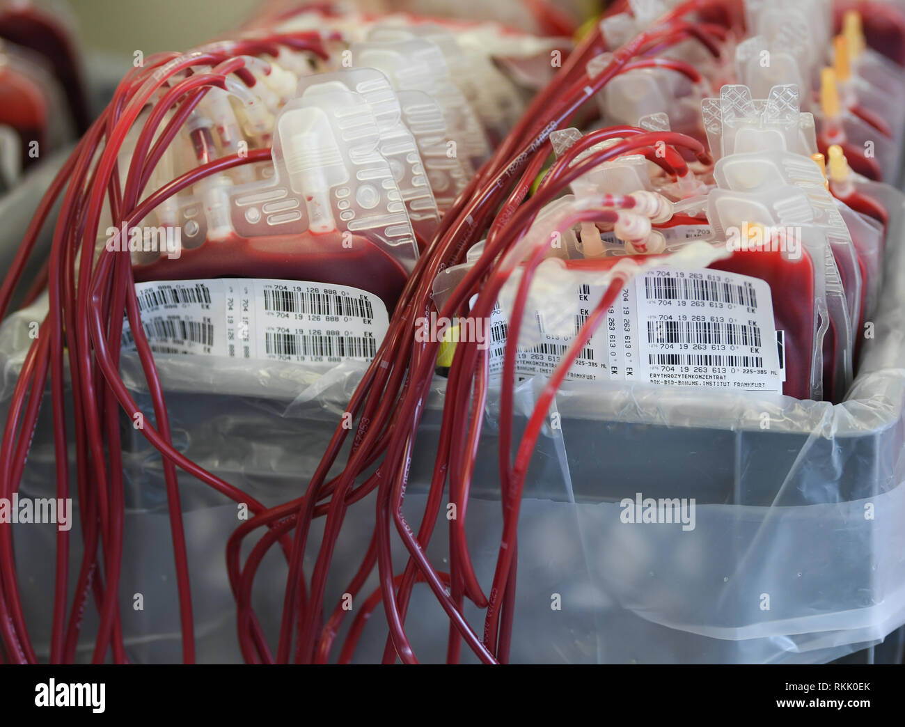 11 de febrero de 2019, Hesse, Frankfurt/Main: Bolsas de concentrado de  hematíes (glóbulos rojos) se colocan en una caja en el DRK Donación de  sangre después de la separación del servicio según
