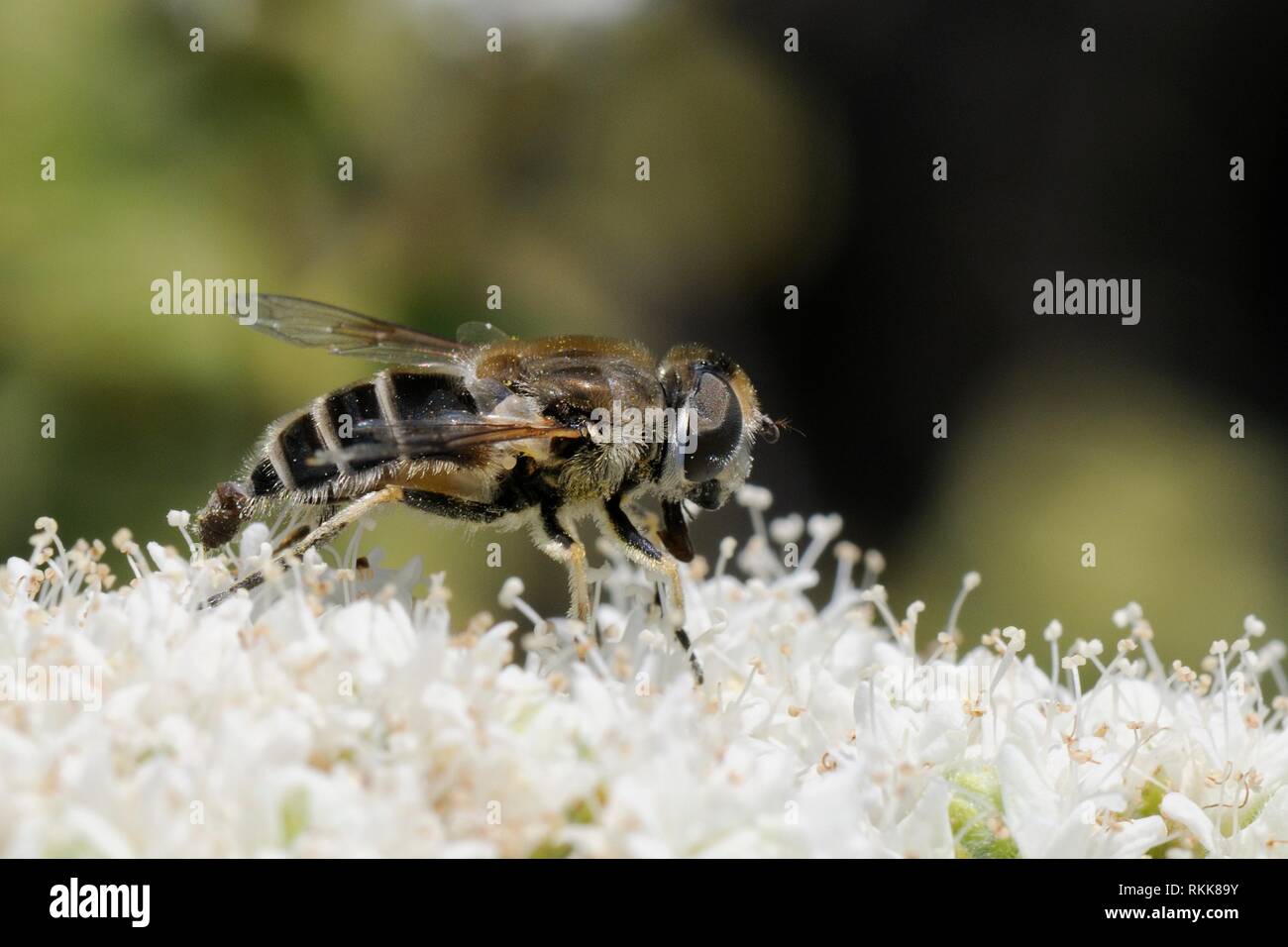 Hover-fly (Eristalis arbustorum) alimentando desde Creta flores de orégano (Origanum onites), Lesbos / Lesvos, en Grecia, en mayo. Foto de stock