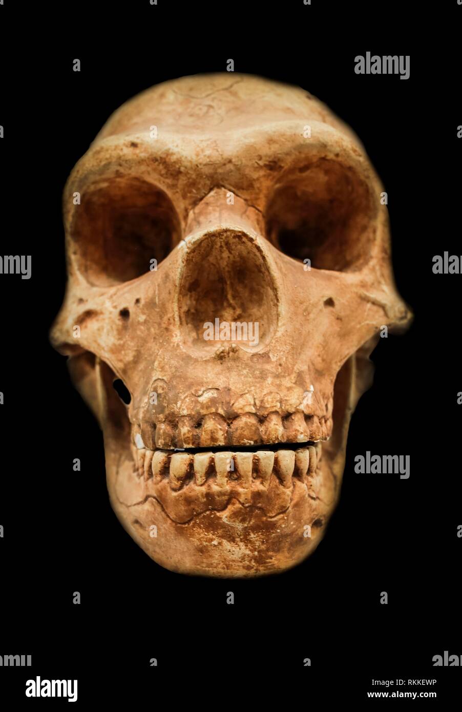 Cráneo neandertal de la reproducción. Aisladas sobre fondo negro. Foto de stock