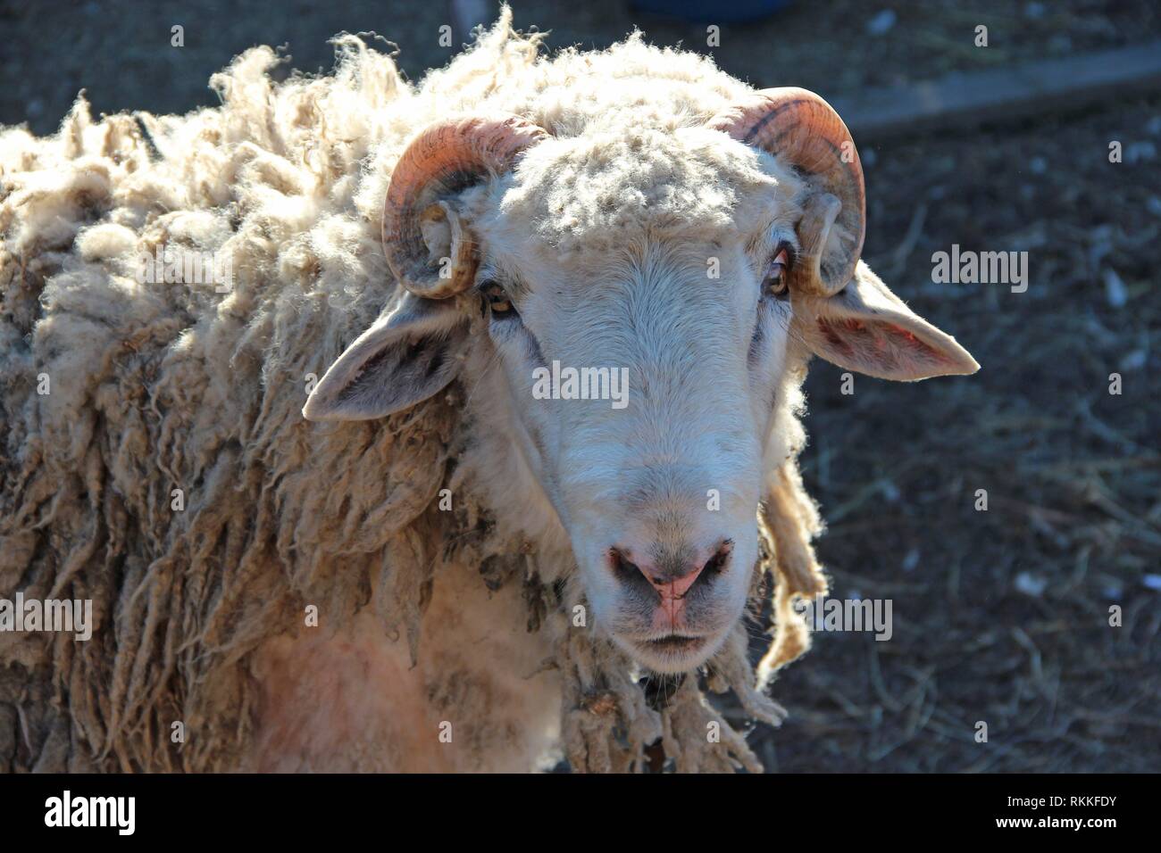 Ram buscando. Cabeza de carnero closeup. Con cuernos de animales de granja. Foto de stock