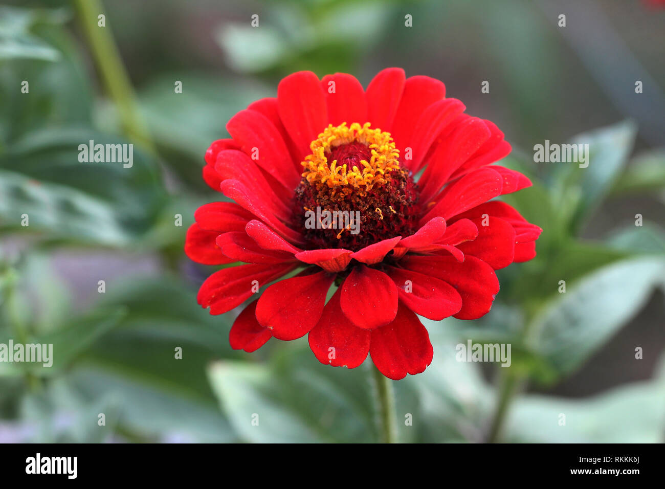 Macro fotografía de naturaleza flor planta Zinnia Foto de stock