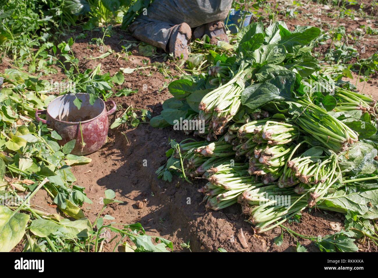 Los trabajadores recogiendo spinachs locales granja ecológica. La agricultura sostenible. Foto de stock