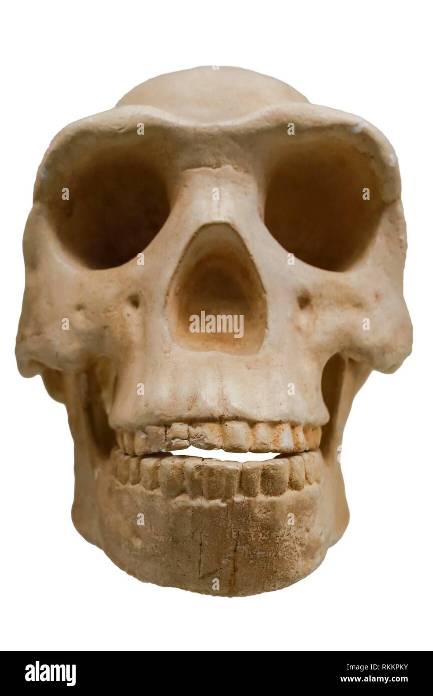 Cráneo de Homo erectus de reproducción. Aislado sobre fondo blanco. Foto de stock