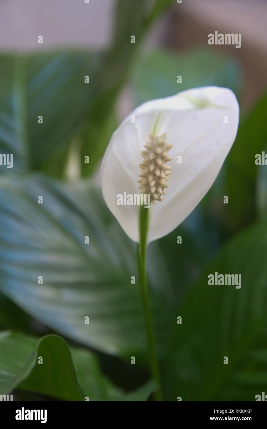 La flor de la cuna de Moisés, también conocido como espatifilo. Esta planta produce flores en spadix, que está rodeada por un spathe de 10-30 cm de largo, w Foto de stock