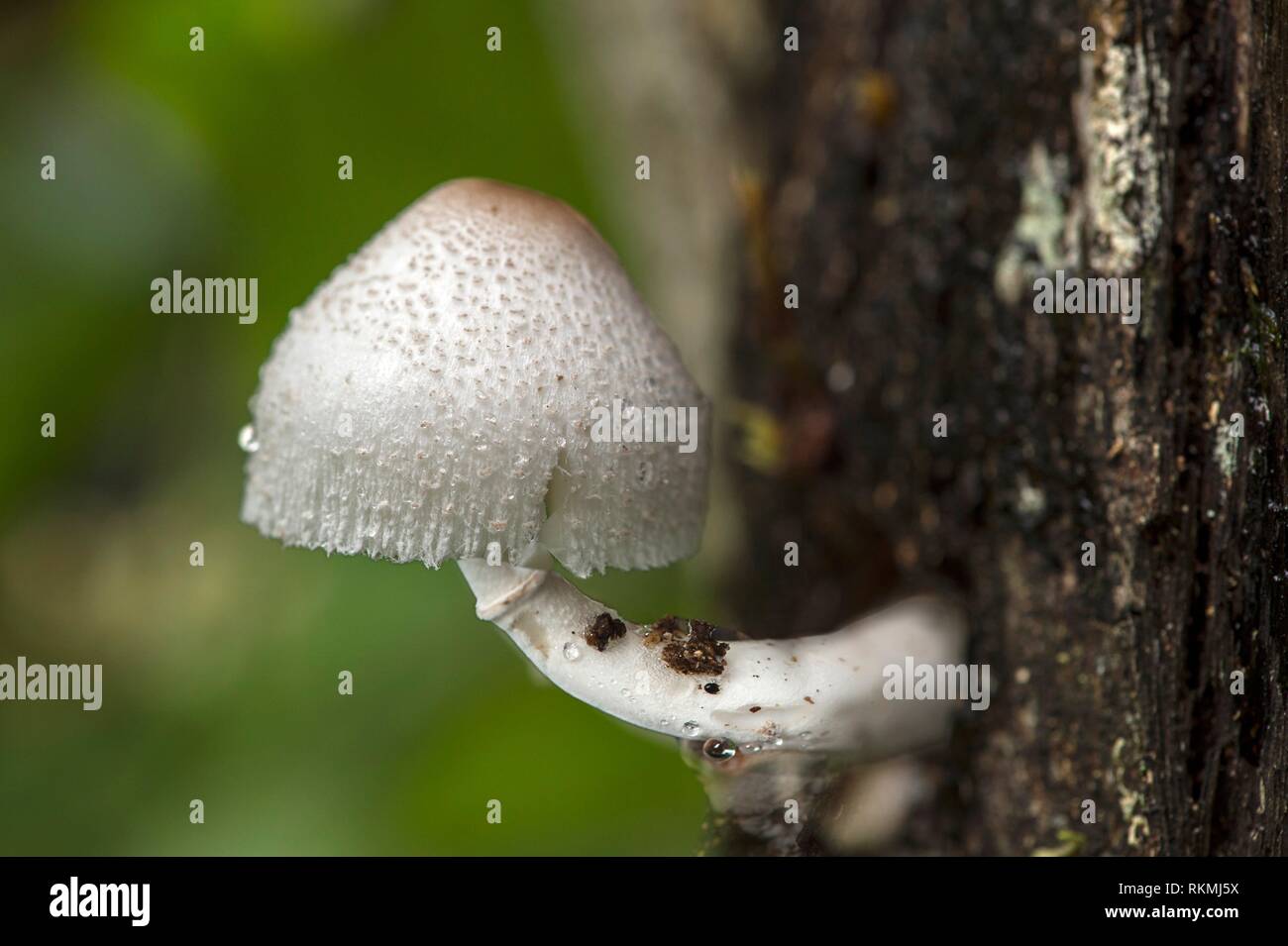 Tapa blanca hongos creciendo en la corteza de los árboles, el Parque Nacional de Andasibe, Madagascar. Foto de stock