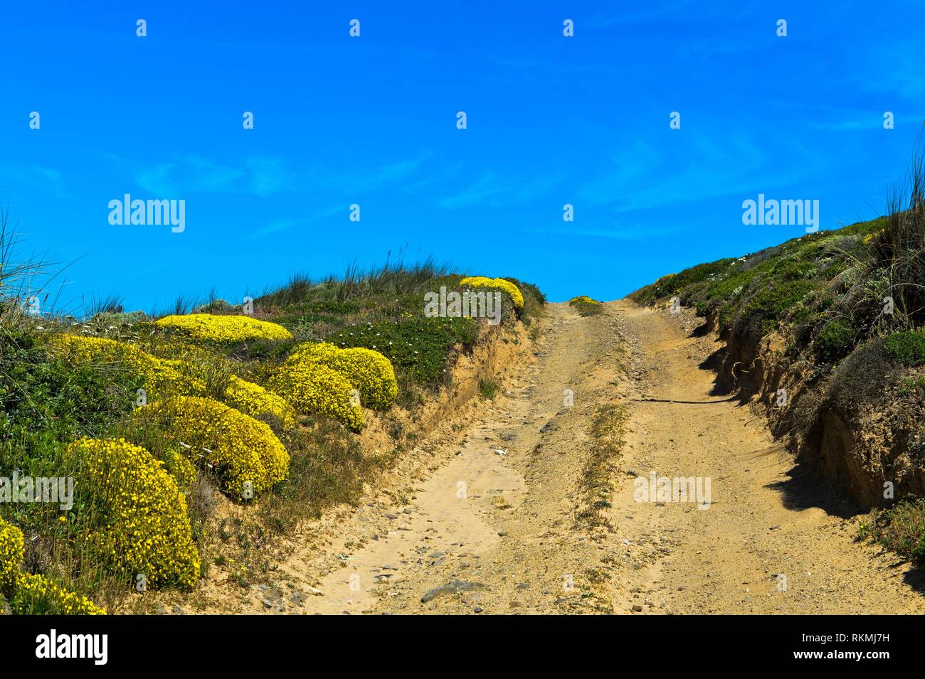 Camino de tierra con el florecimiento Genista cojines, Algarve, Portugal. Foto de stock