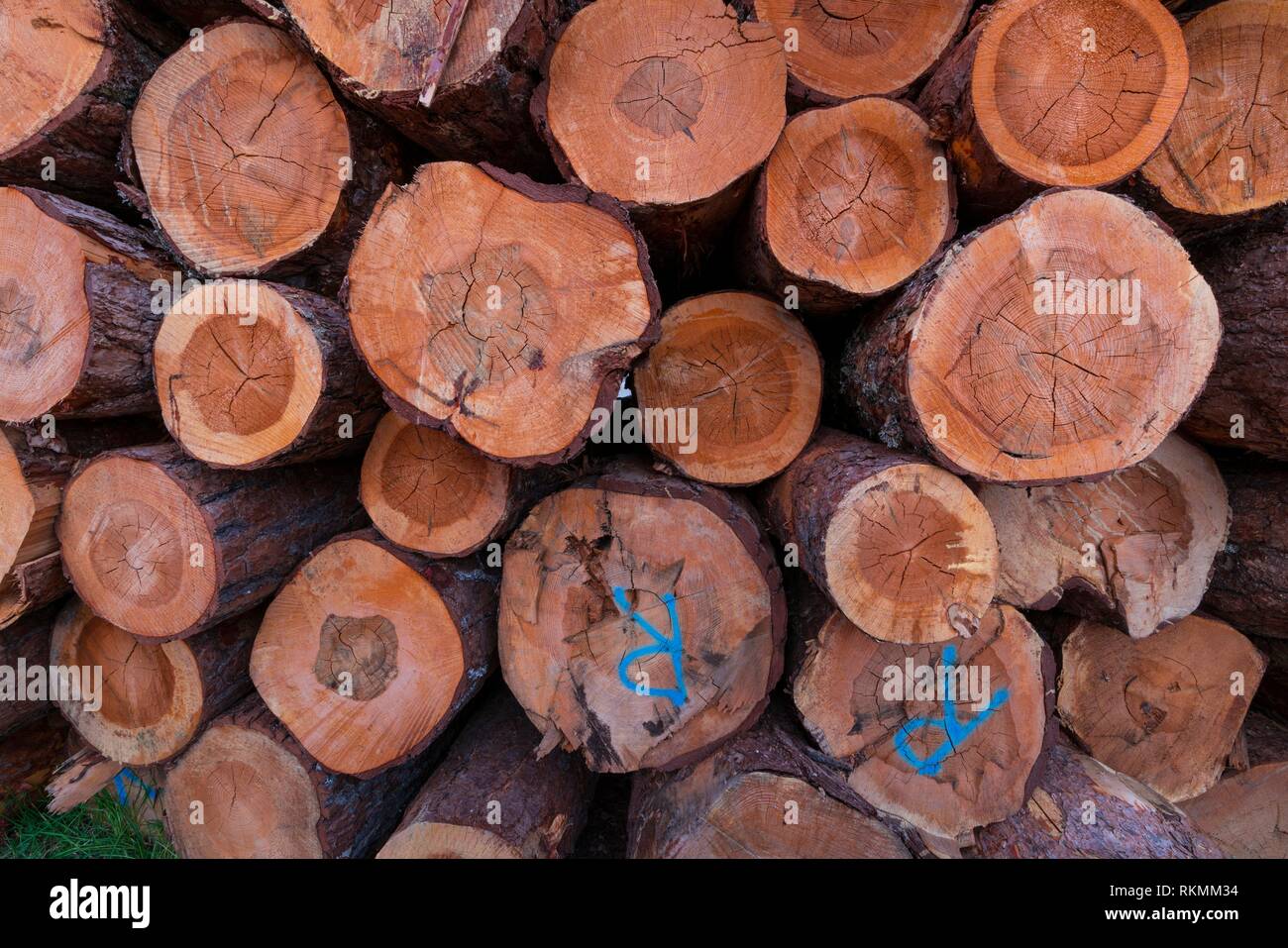 Madera certificada, pino silvestre (Pinus sylvestris), Parque Natural de  "Laguna Negra y circos glaciares de Urbión", provincia de Soria, Castilla y  León, España Fotografía de stock - Alamy