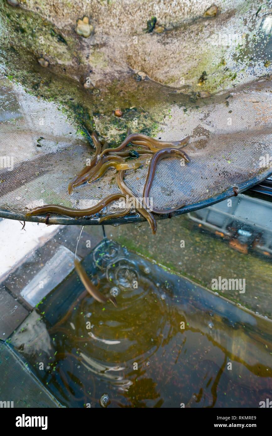 Liberación de las anguilas europeas en el río Saja para fortalecer a la población y evitar su desaparición. La anguila europea (Anguilla anguilla), Terán de Foto de stock