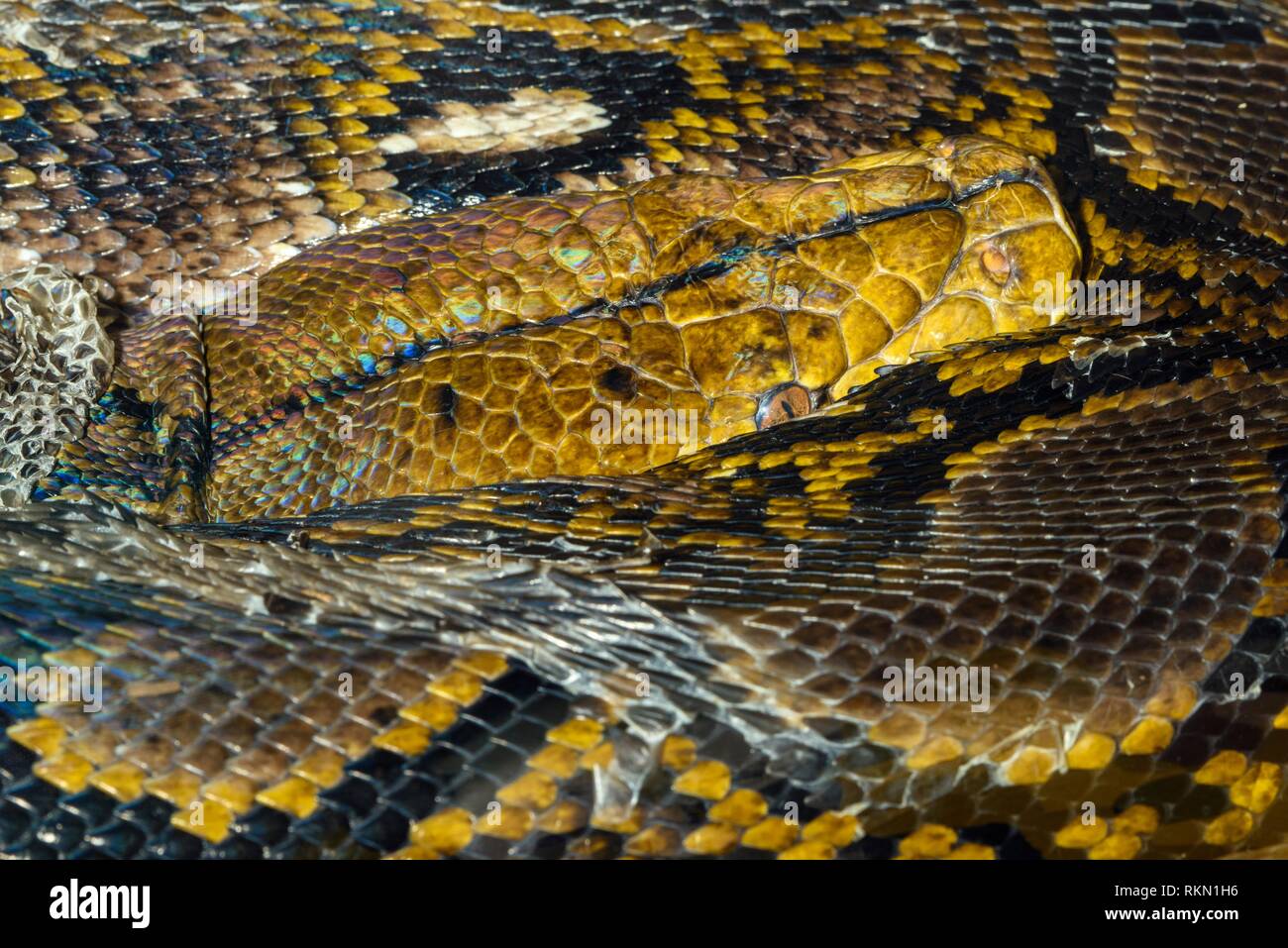Pitón reticulado (Python reticulatus) en cautiverio. Nativo del sudoeste de Asia y Malasia, Reptilia zoo de reptiles, Vaughan, Ontario, Canadá. Foto de stock