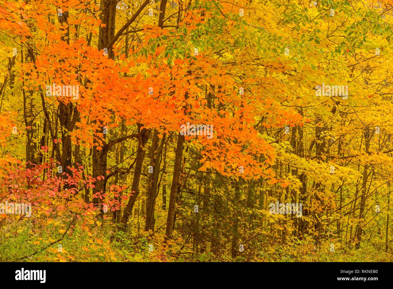El follaje de otoño en un bosque de frondosas, Sheguiandah, Isla Manitoulin, Ontario, Canadá. Foto de stock