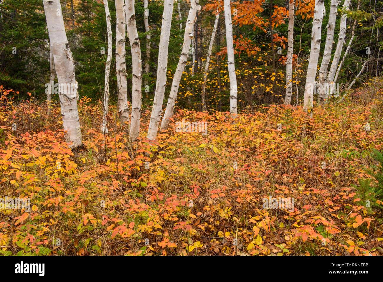 Otoño de madreselva alrededor de los troncos de los árboles, abedul, Ontario, Canadá. Foto de stock