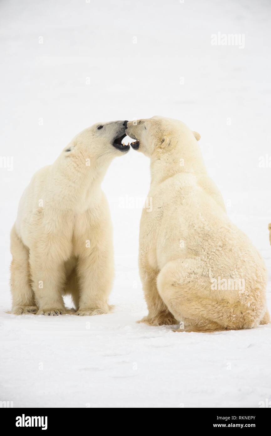 El oso polar (Ursus maritimus) Interacción y sparring Wapusk, NP, Cabo Churchill, Manitoba, Canadá. Foto de stock