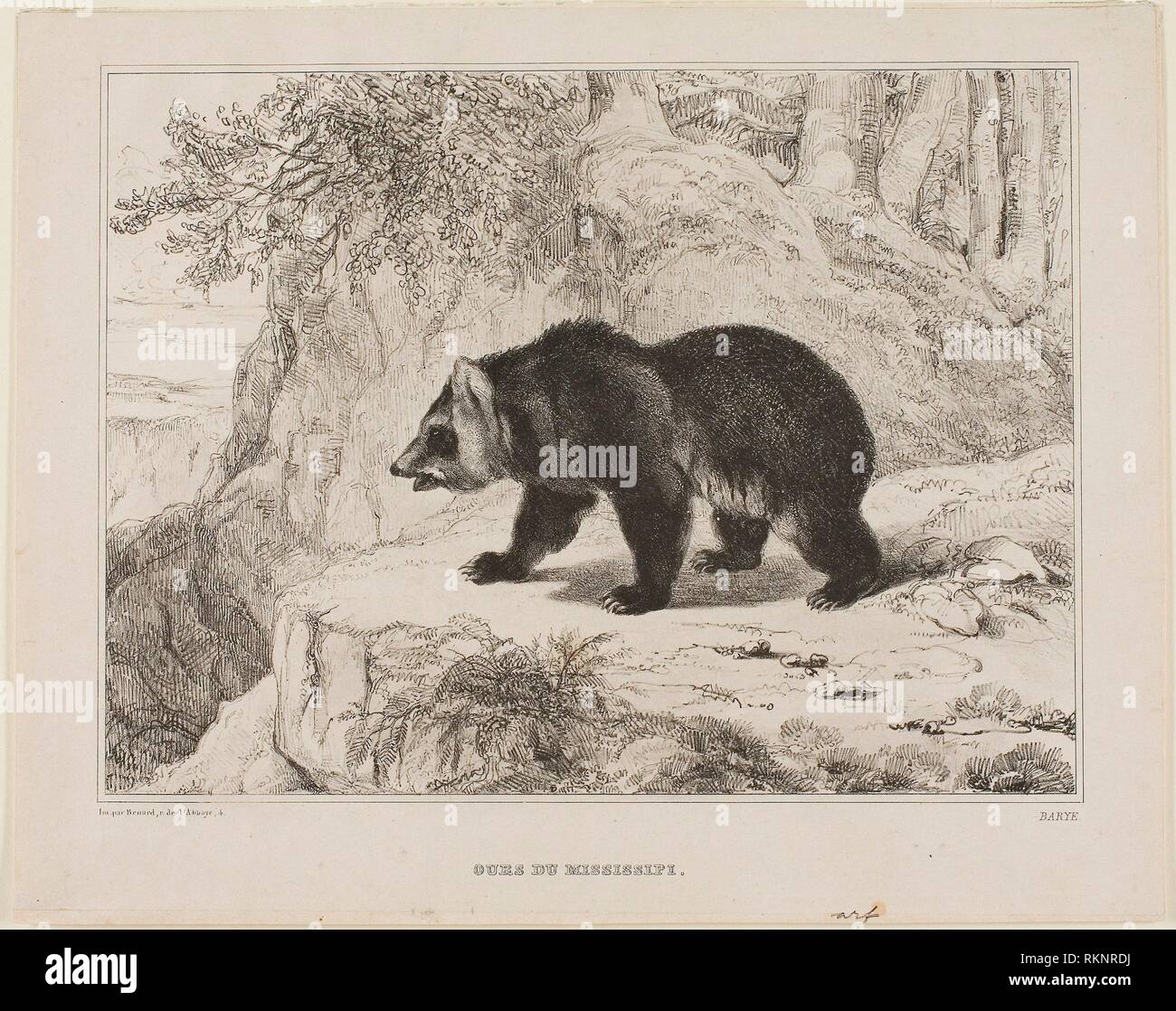 Mississippi Bear - 1836 - Antoine Louis Barye francés, 1795-1875 - Artista:  Antoine Louis Barye, Origen: Francia, Fecha: 1836, media: Litografía sobre  buff Fotografía de stock - Alamy