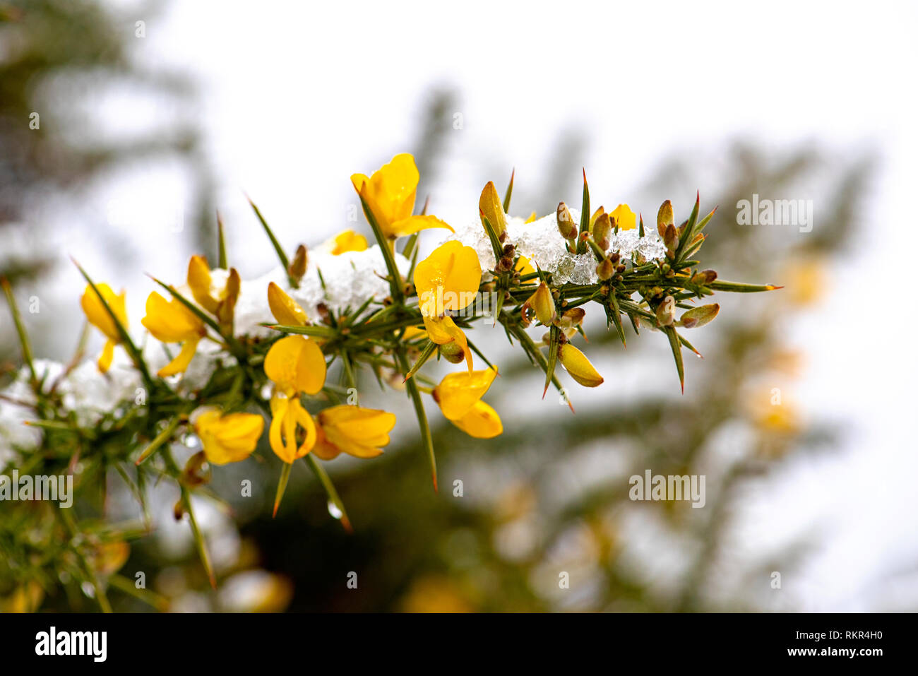 Imagen cercana de retamas amarillas flores de arbusto de la familia del guisante, las hojas que son modificados para formar las espinas, en la nieve. Foto de stock