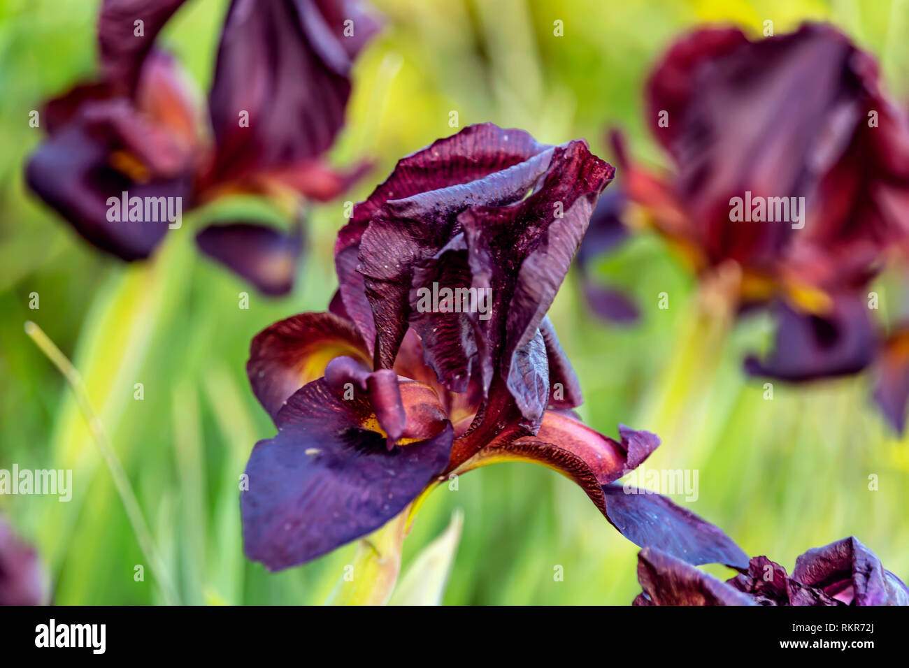 Cabezas de flores de iris negro en la luz del sol sobre un fondo difuminado  verde closeup Fotografía de stock - Alamy