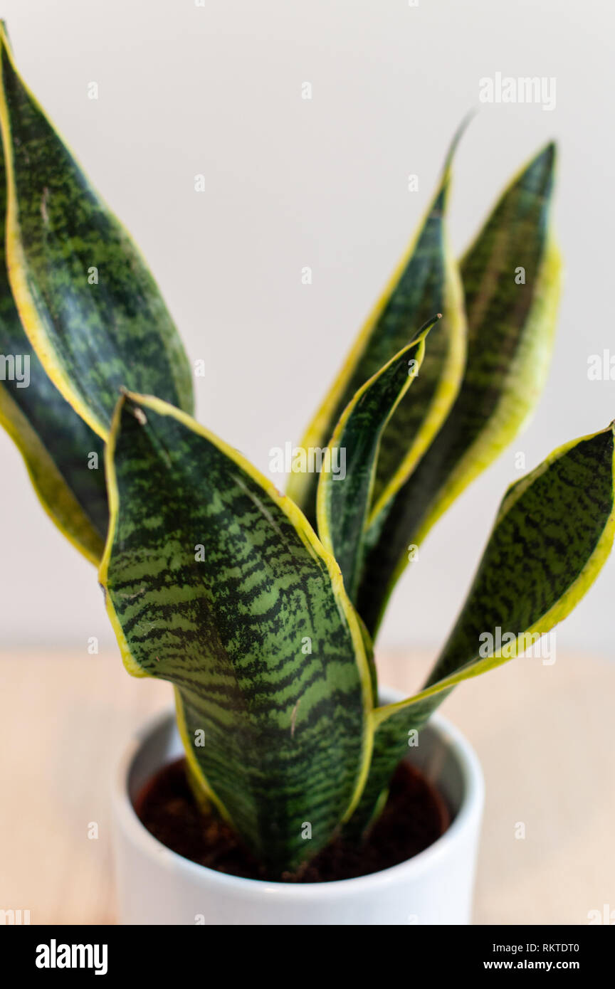 Madre en leyes lengua planta en maceta contra la pared blanca Foto de stock