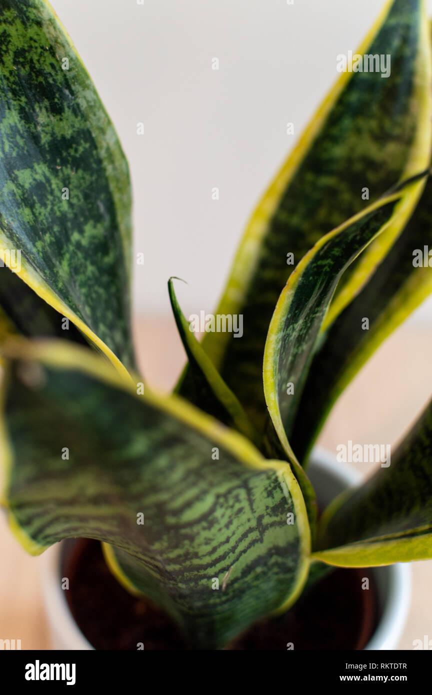 Madre en leyes lengua planta en maceta contra la pared blanca Foto de stock