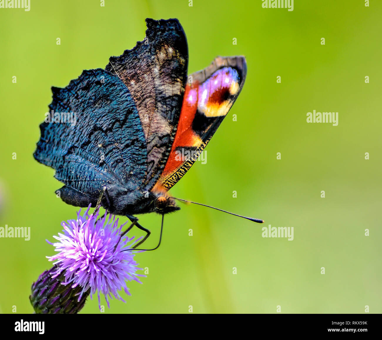 A la vista de macro de un pavo real subalares butterfly (Aglais io) con alas plegadas nektar alimentación en floración de plantas melíferas arrastrándose Thistle Foto de stock