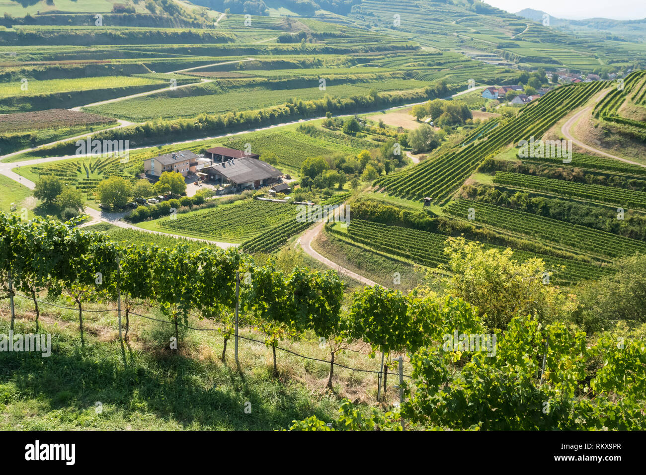 Bodega Schatzle rodeado por viñas en terrazas volcánicas en el Kaiserstuhl distrito vitivinícola en la región vinícola de Baden del suroeste de Alemania Foto de stock