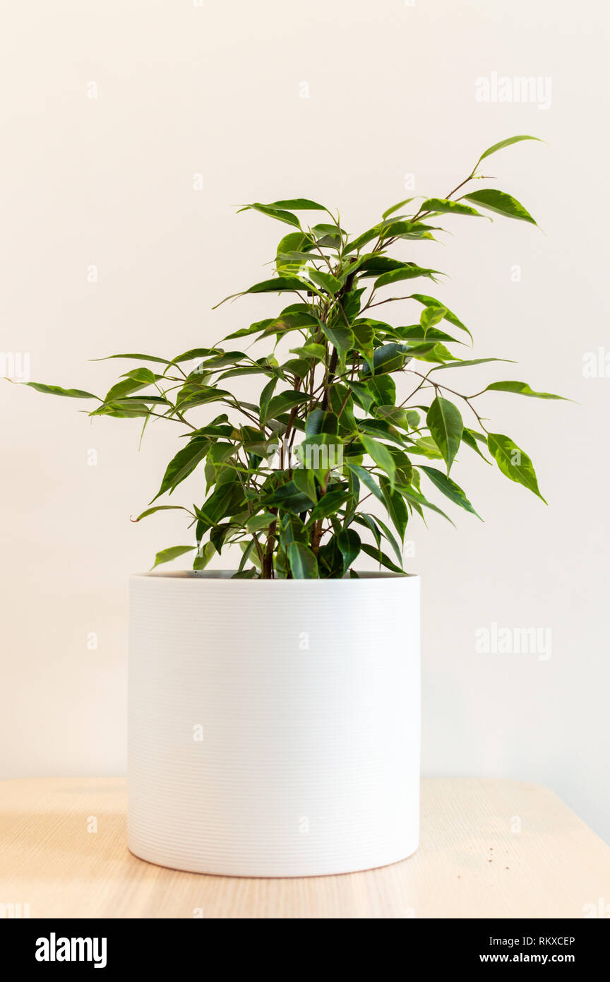 Como planta de interior decorativa pot contra el fondo blanco. Foto de stock