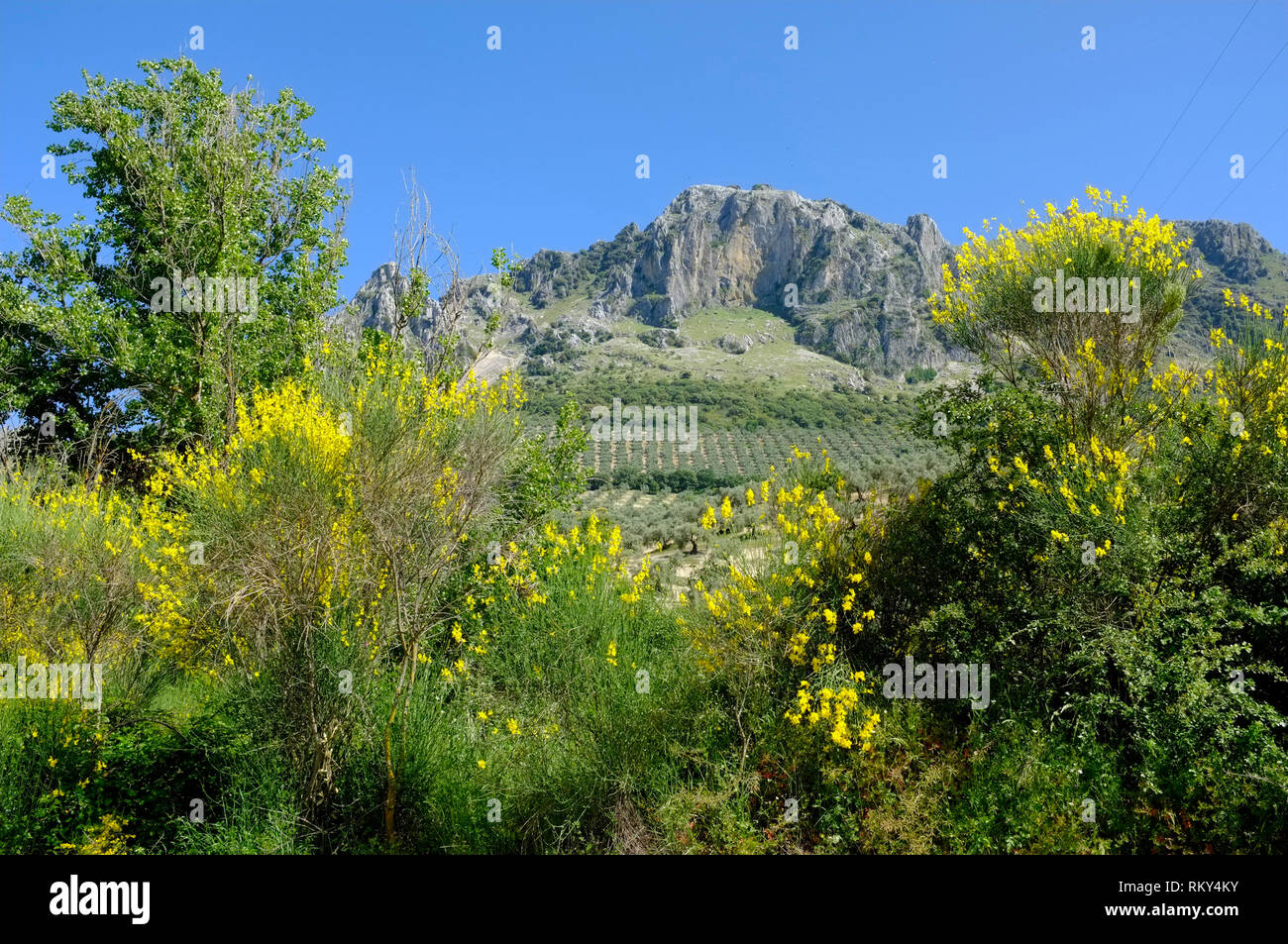 Primavera con flores amarillas de escoba, las montañas y los olivares de la Sierra Subbetica, un parque natural en la provincia de Córdoba, Andalucía, España. Foto de stock