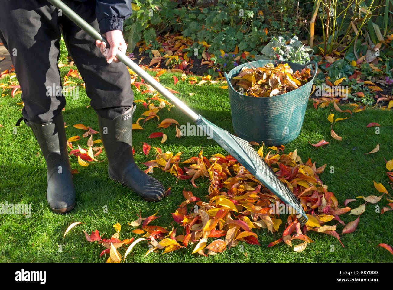 Hombre Poniéndose Guantes De Jardín Para Recoger Hojas De Otoño De Un  Césped De Jardín En Un Contenedor Durante Las Obras De Jardín De Otoño.  Trabajos De Jardinería De Otoño En Un