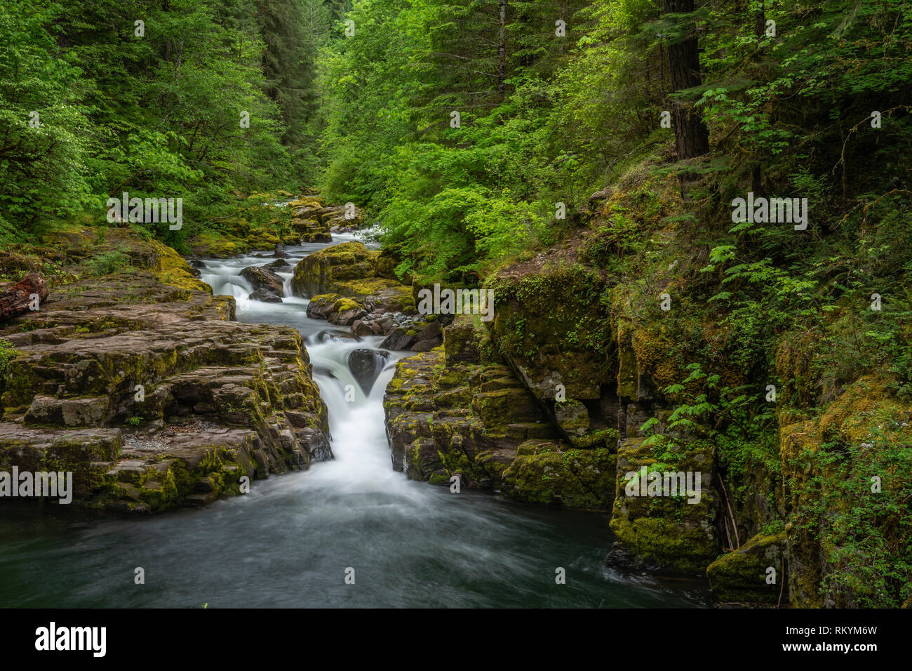 Brice Creek Falls, Umpqua National Forest, Oregon. Foto de stock
